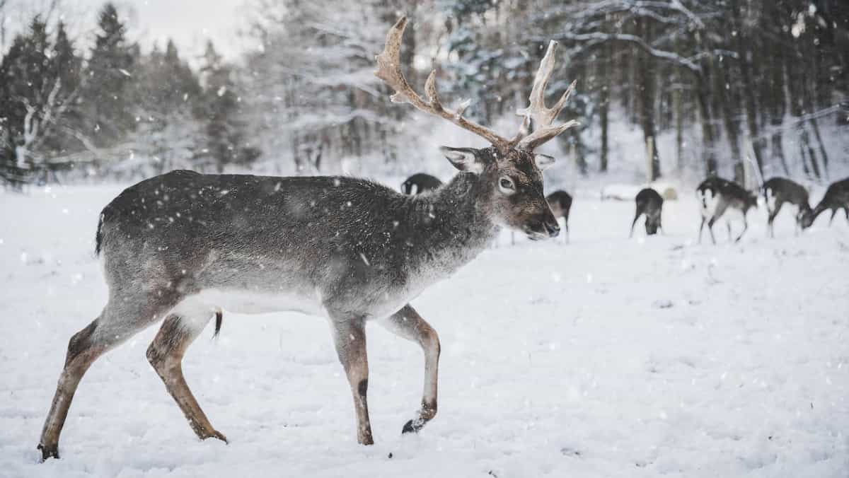 Reindeers can sleep and chew at the same time, new research reveals