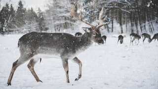 Reindeers can sleep and chew at the same time, new research reveals