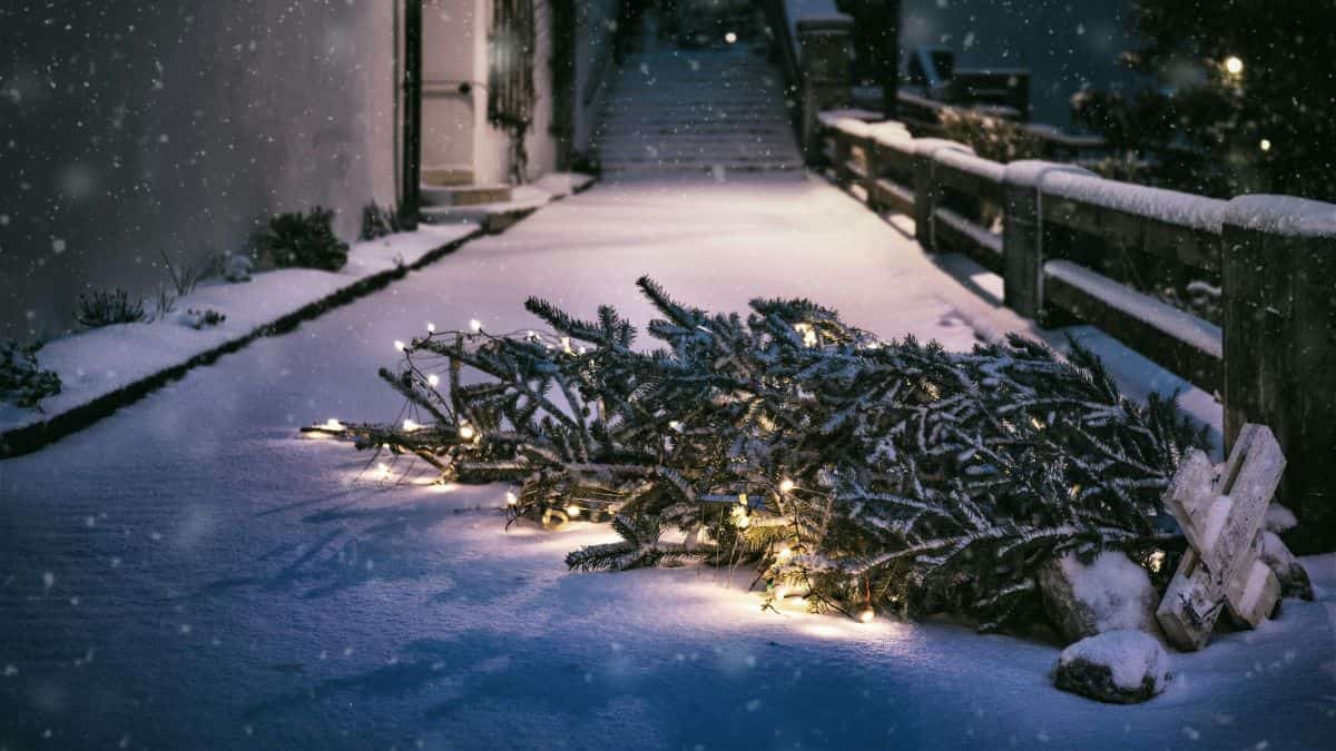 White Christmas: A thing of the past? UK sees its warmest Christmas eve in more than a decade