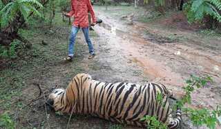 India: 202 tigers, 544 leopards died in 2023, marking highest rise in decade