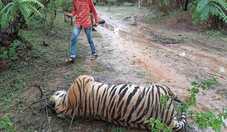 India: 202 tigers, 544 leopards died in 2023, marking highest rise in decade