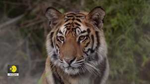 Gravitas | 202 Tigers died in India in 2023, it's a 10-year high