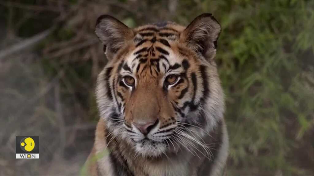 Gravitas | 202 Tigers died in India in 2023, it's a 10-year high