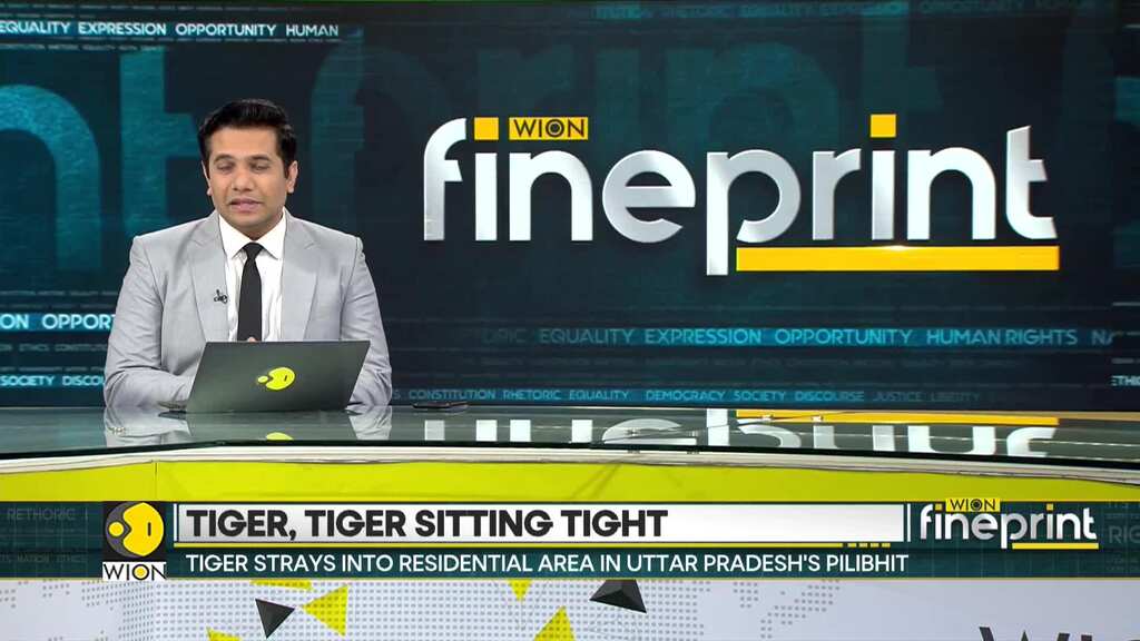 Tiger strays into residential area in Uttar Pradesh's Pilibhit