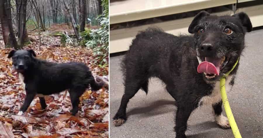 Stray dog rescued from English village seven years after it went missing