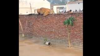 India: Tigress rests on wall in Uttar Pradesh’s Pilibhit, huge crowd gathers to see the big cat