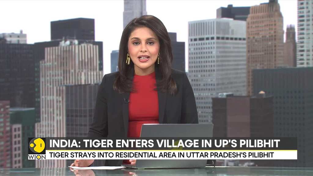 India: Massive crowd gathers to catch a glimpse of tiger in UP's Pilibhit | World News | WION