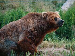 Sleeping like a bear might help humans live a healthier life, study suggests