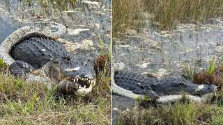 Predator vs Prey: Alligator chomps down invasive python in Florida. Watch epic showdown here
