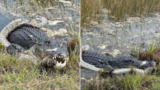 Predator vs Prey: Alligator chomps down invasive python in Florida. Watch epic showdown here