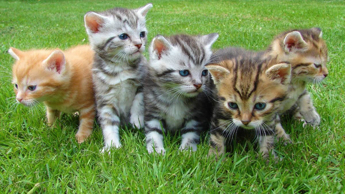 Vietnam restaurant that served cat soup by killing 300 cats per month closes down Vietnam restaurant that served cat soup by killing 300 cats per month closes down