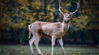 Humans may get infected by ‘Zombie Deer Disease’, warn scientists amid case surge in US