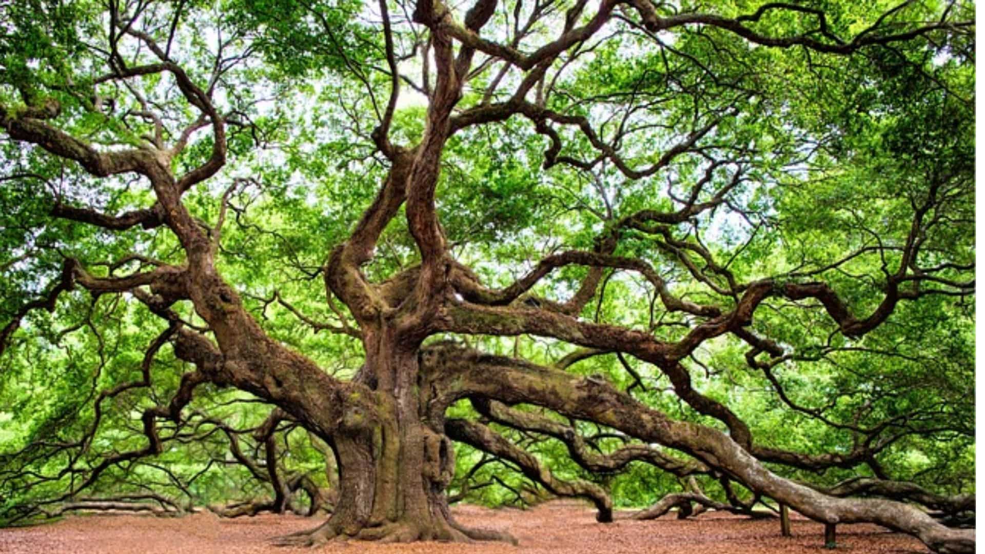 Love in bloom: ‘Ecosexual’ woman declares romantic bond with oak tree