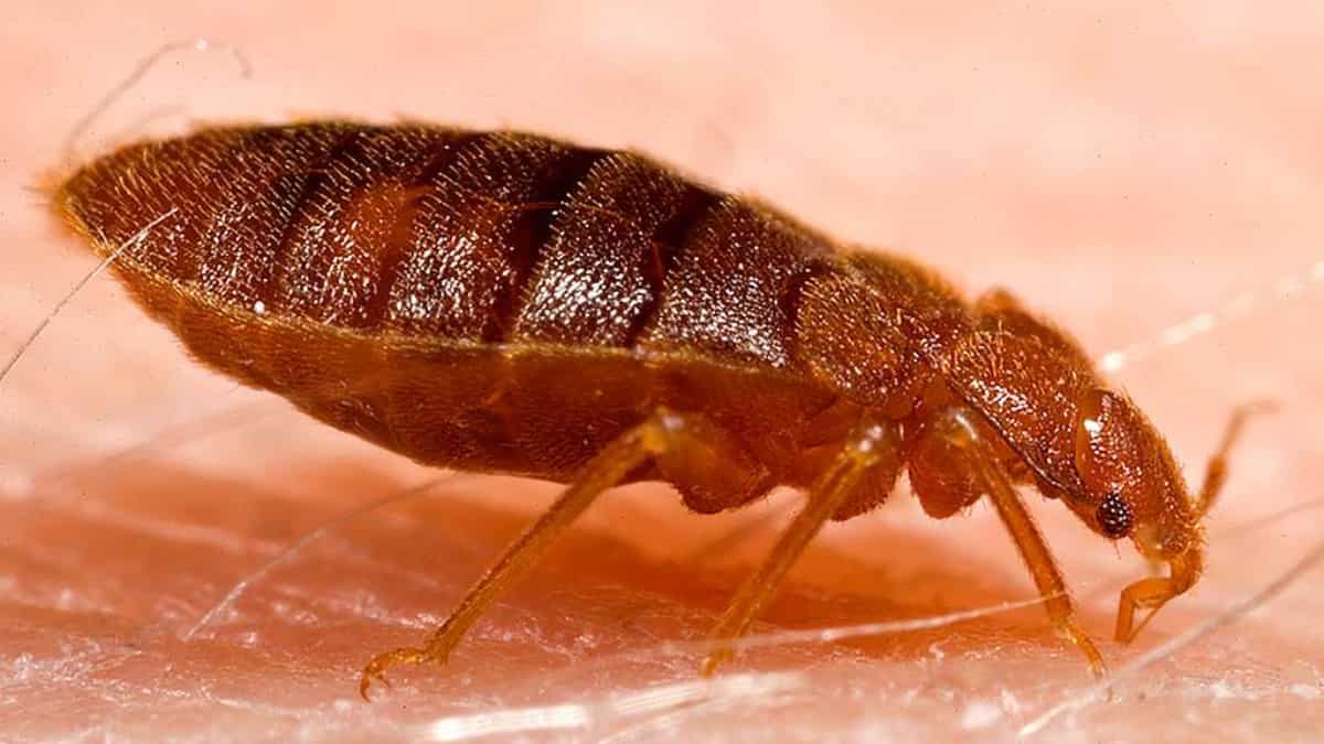Bedbug-related consultations spike in Tokyo, Osaka amid increasing infestations Bedbug-related consultations spike in Tokyo, Osaka amid increasing infestations