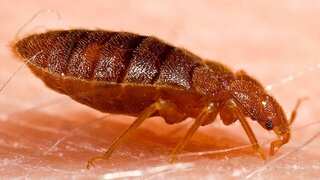 Bedbug-related consultations spike in Tokyo, Osaka amid increasing infestations