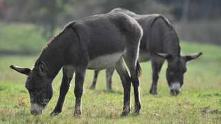 Africa, Brazil take steps to halt donkey trade in major blow to supplies for Chinese ejiao medicine
