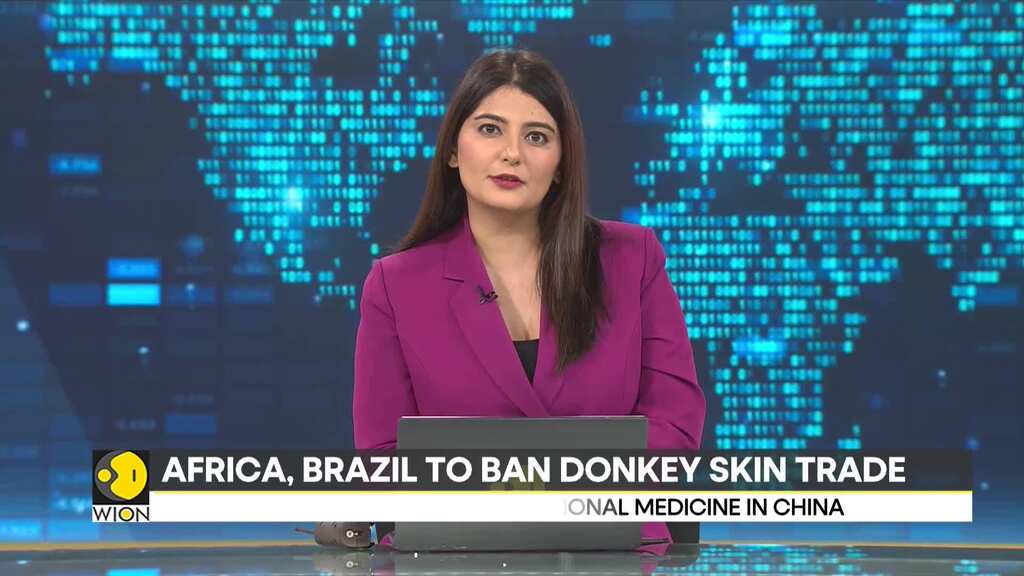 Africa, Brazil to halt 'donkey skin trade' in major blow to supplies for Chinese medicine