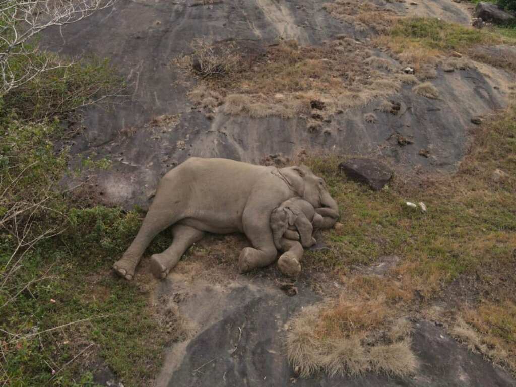 Picture worth a million words! Baby elephant reunited with mother in Tamil Nadu’s tiger reserve