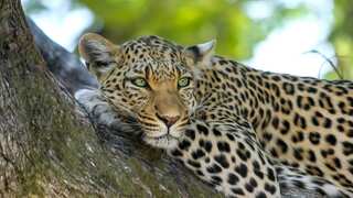 India: Leopard enters home in Gurgaon, rescued after roaming around for five hours
