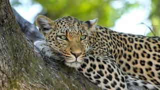 India: Leopard enters home in Gurgaon, rescued after roaming around for five hours