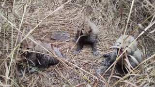 'Purrs in the wild': Namibian cheetah delivers three cubs in Kuno Park in India's Madhya Pradesh