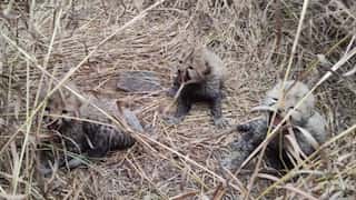 'Purrs in the wild': Namibian cheetah delivers three cubs in Kuno Park in India's Madhya Pradesh