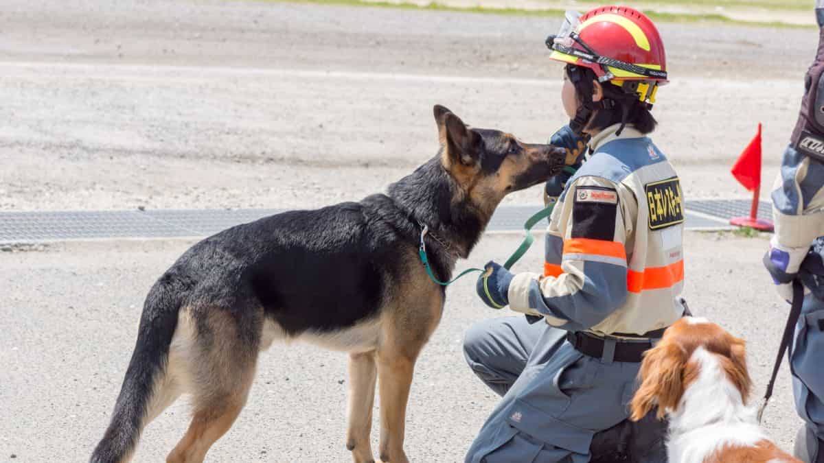 Japan Earthquake: Search dog rescues elderly woman trapped inside damaged house Japan Earthquake: Search dog rescues elderly woman trapped inside damaged house