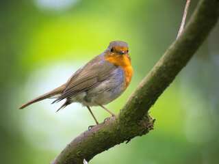 National Birds Day 2024: History, theme, significance and all you need to know
