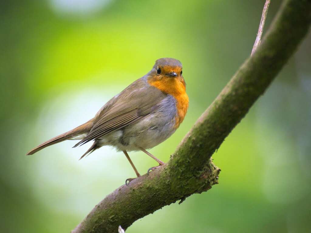 National Birds Day 2024: History, theme, significance and all you need to know