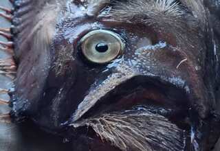 ‘Disaster is coming,’ Panic in Thailand after fishermen caught ‘earthquake fish’