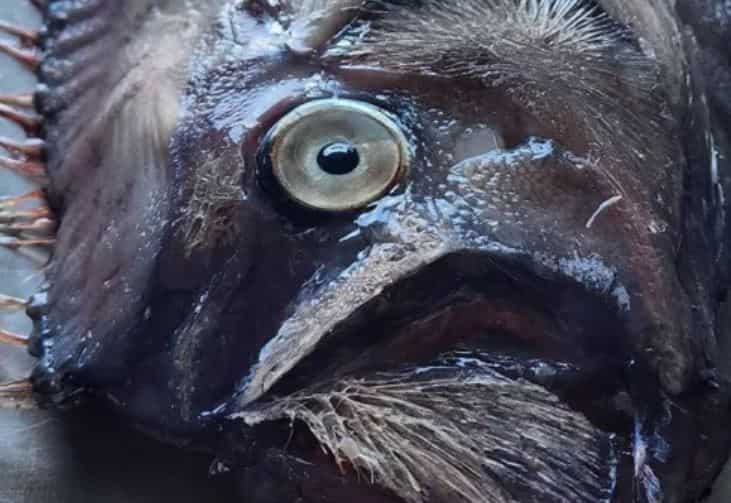 ‘Disaster is coming,’ Panic in Thailand after fishermen caught ‘earthquake fish’