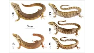 Unusually large, alligator-like new species found in Mexico