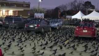 US: Hundreds of birds swamp Texas parking lot; eerie video goes viral