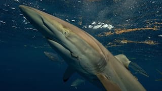 In shocking first, shark’s fin regenerates less than a year after being ‘torn by humans’