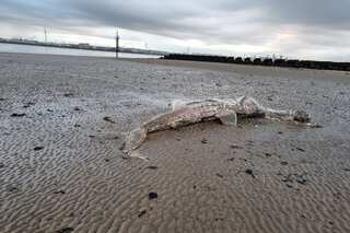 Enormous 15ft sea creature washes up on UK coast, stunning beachgoers