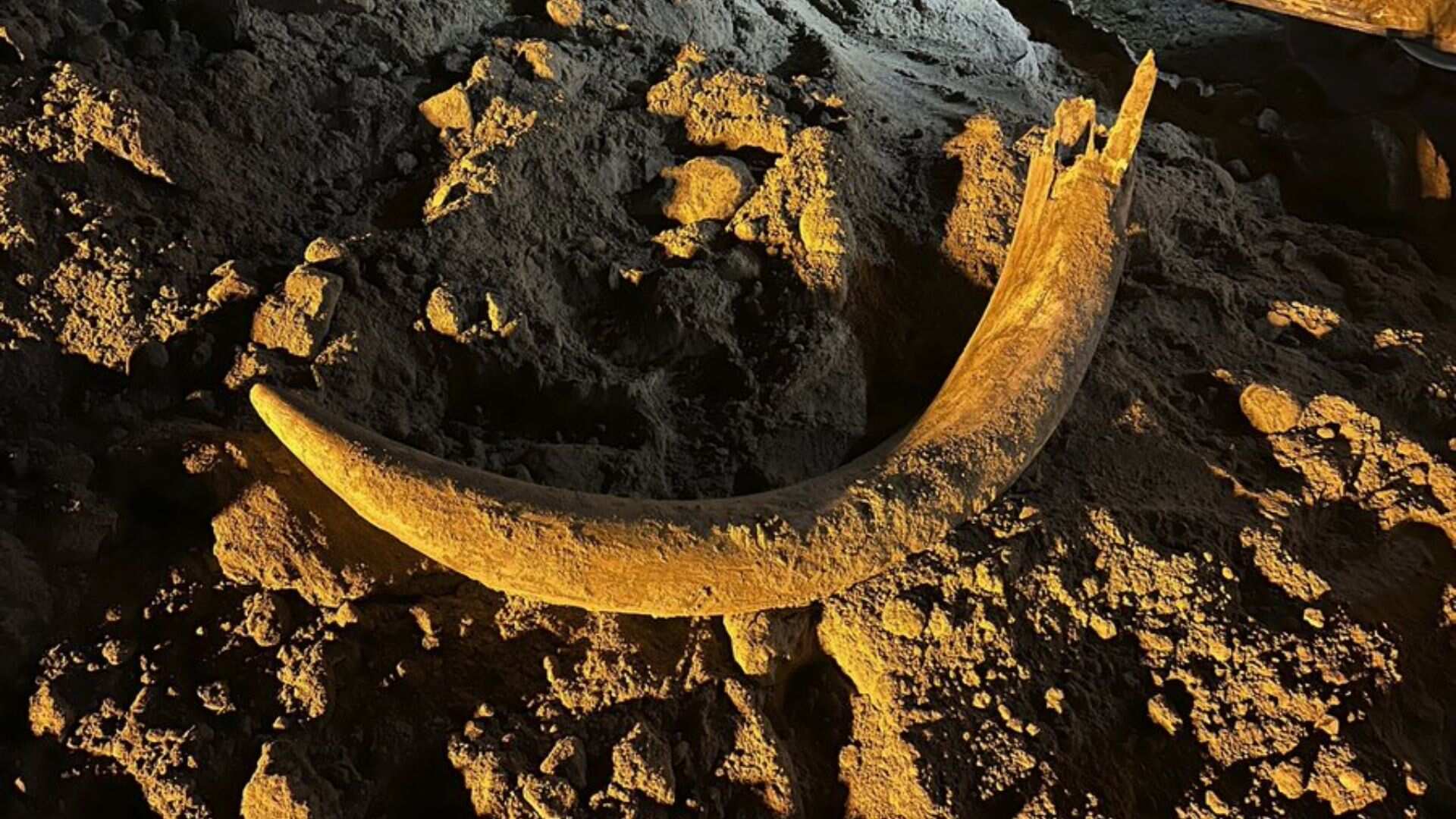 US coal miners discover mammoth tusk buried for thousands of years US coal miners discover mammoth tusk buried for thousands of years