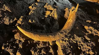 US coal miners discover mammoth tusk buried for thousands of years