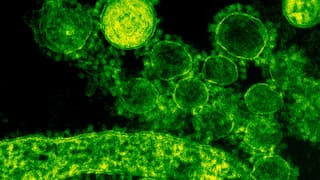 Discovery of over 30 unknown bacteria species might help find new treatments