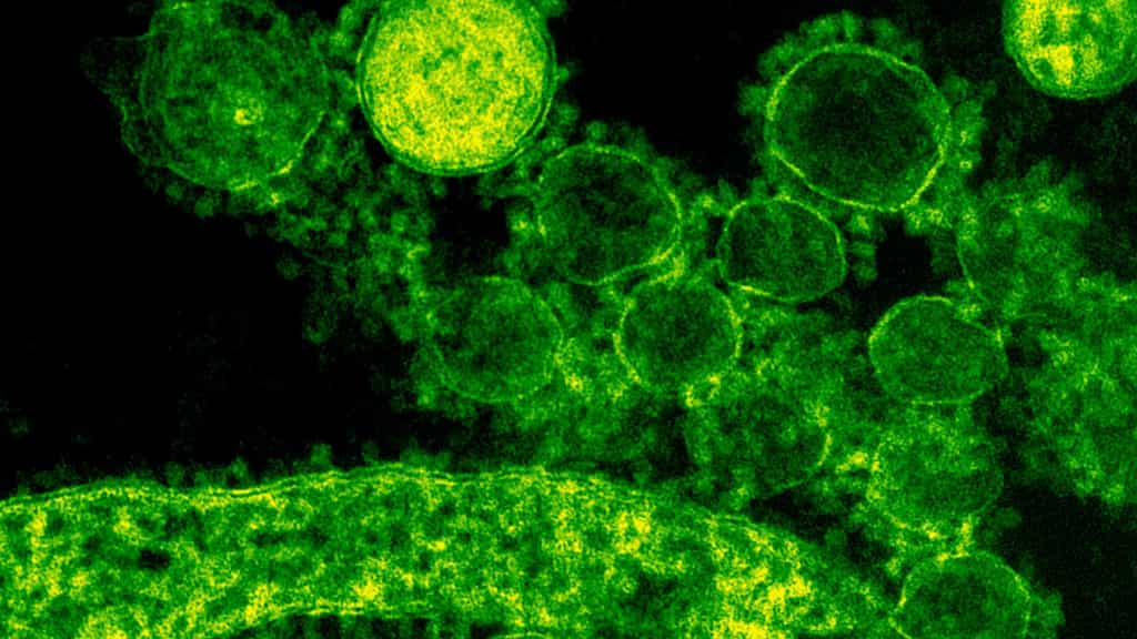 Discovery of over 30 unknown bacteria species might help find new treatments