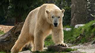 Polar bear dies of bird flu, triggering fresh concerns amid climate change