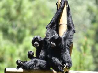 First pair of rare singing siamang gibbons released into the wild in Indonesia