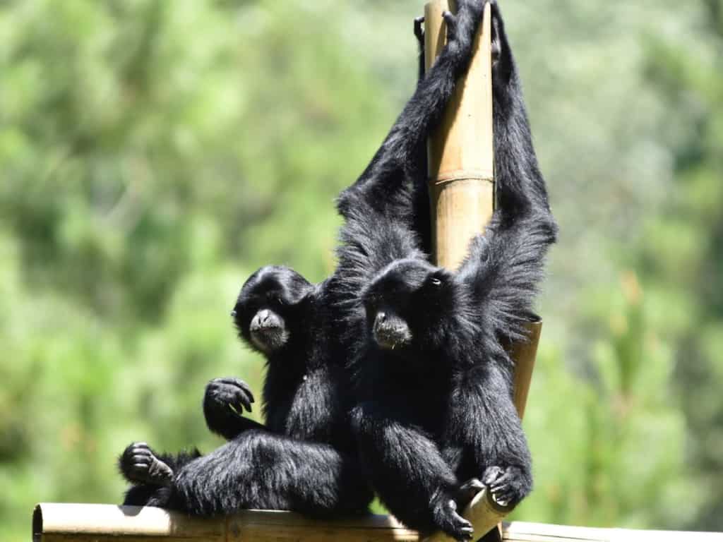 First pair of rare singing siamang gibbons released into the wild in Indonesia