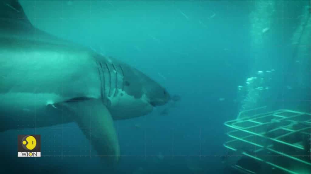 Gravitas: 'Super healing shark' regrows dorsal fin year after injury | US Scientists shocked