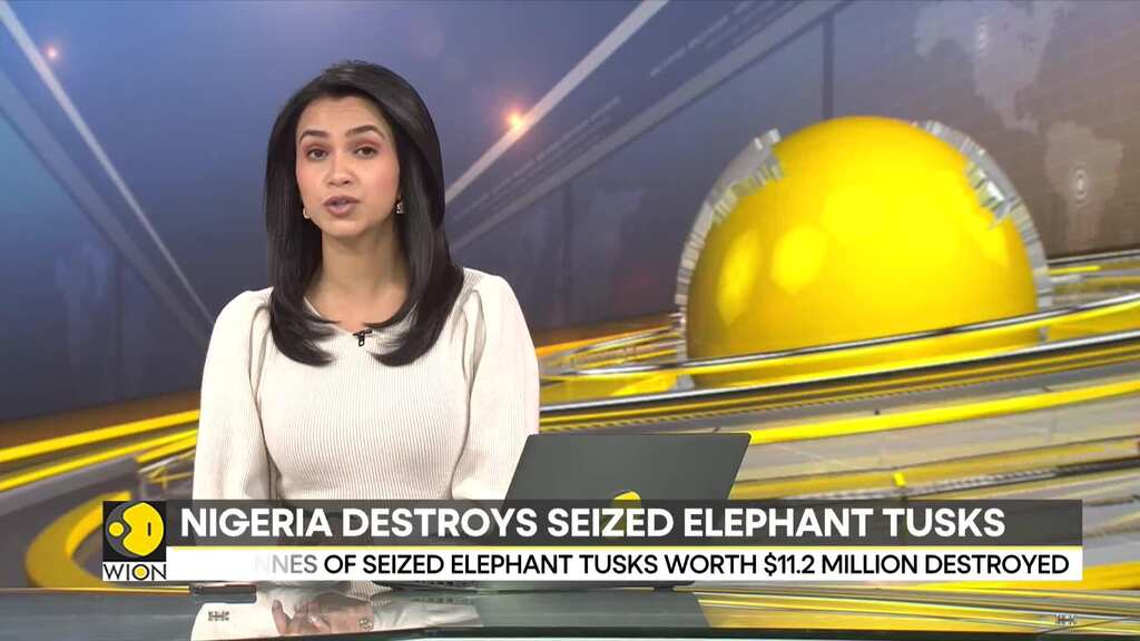 Nigeria: 25 tonnes of seized Elephant tusks worth $11.2 mn destroyed