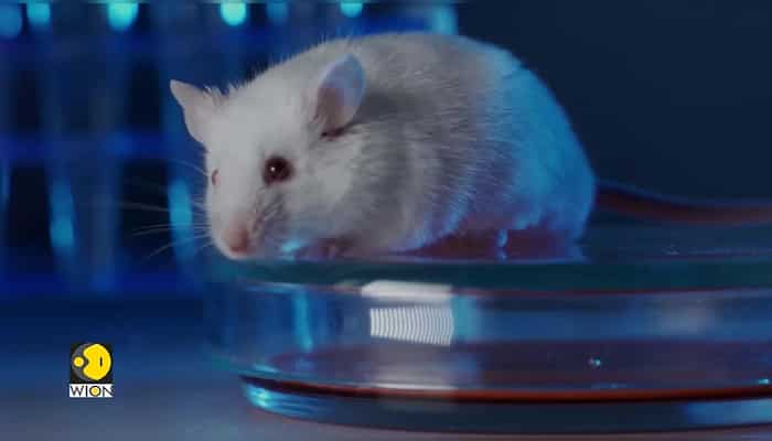 Gravitas: British Parliament turns into a 'mouse house'