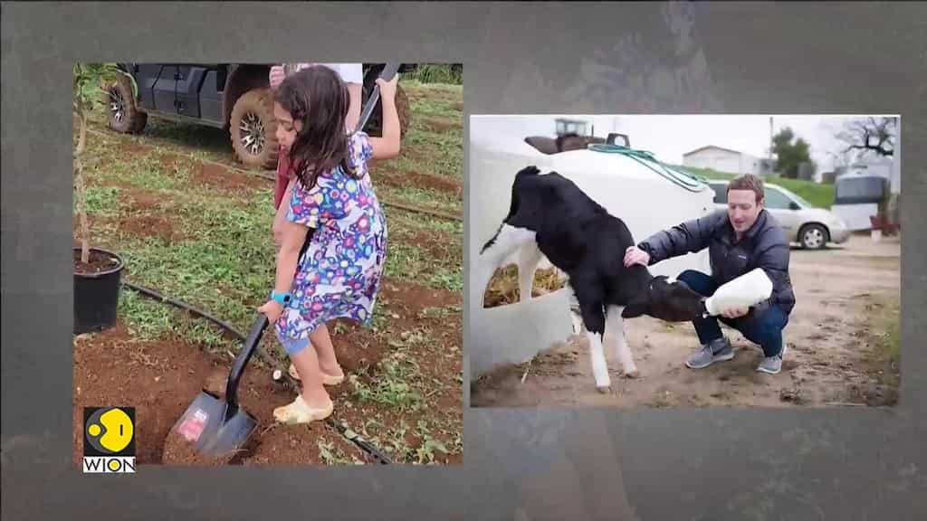 Gravitas: Zuckerberg plans to feed beer to cows to produce 'high-quality' beef, critics hit back