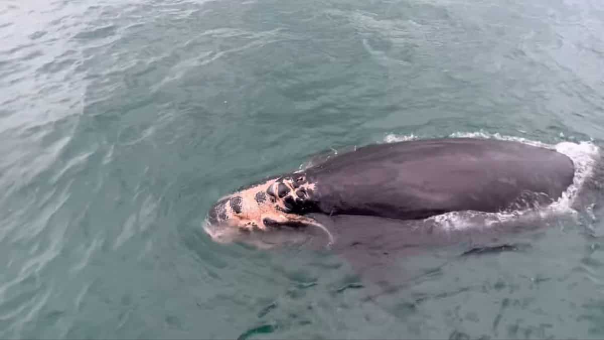 Rare right whale calf expected to succumb to serious injuries sustained after being hit by boat Rare right whale calf expected to succumb to serious injuries sustained after being hit by boat