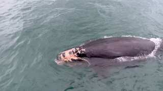 Rare right whale calf expected to succumb to serious injuries sustained after being hit by boat