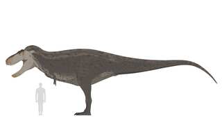 Dinosaur bigger and older than the T. rex once roamed the Earth, scientists find