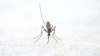 Indian scientists from JNU develop new vaccine to fight Malaria